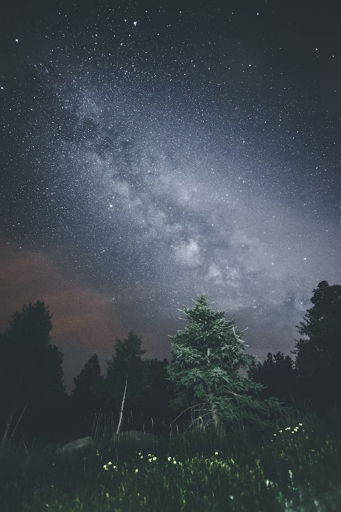 A field next to a forest, with a clear view of the stars.