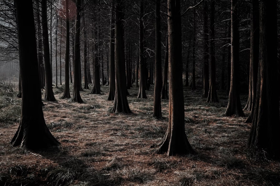 A redwood forest floor.